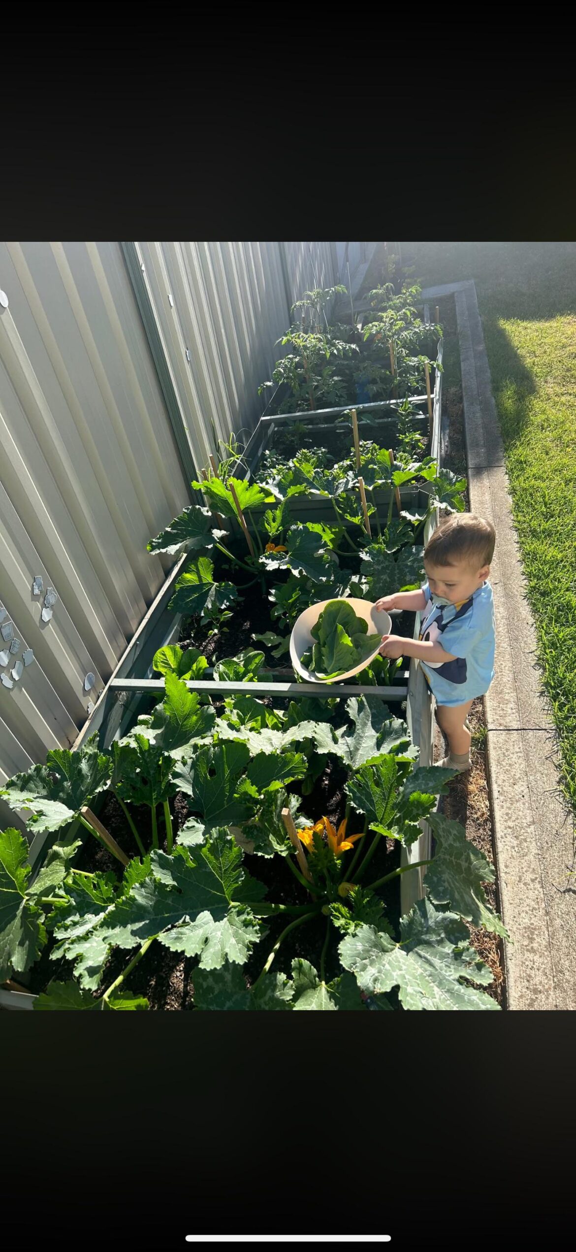 Anyone trade their veg? Anyone trade their veg?
