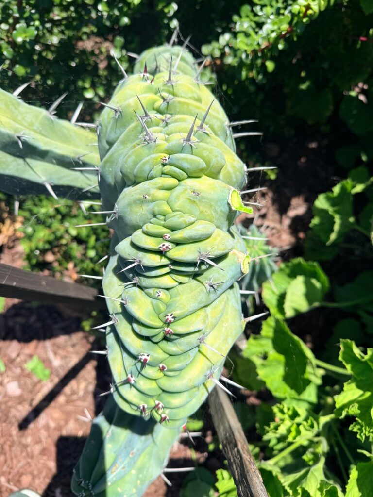 Some crested myrtillos 🌊