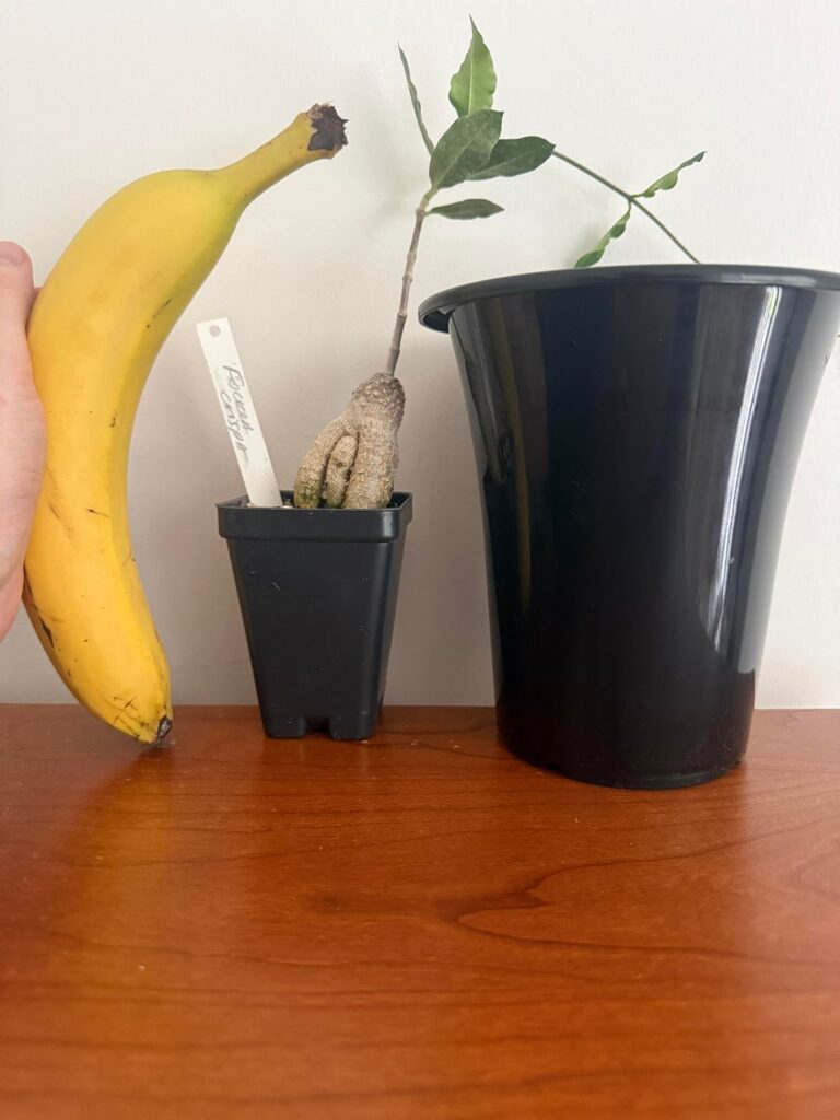 Potting Suggestions