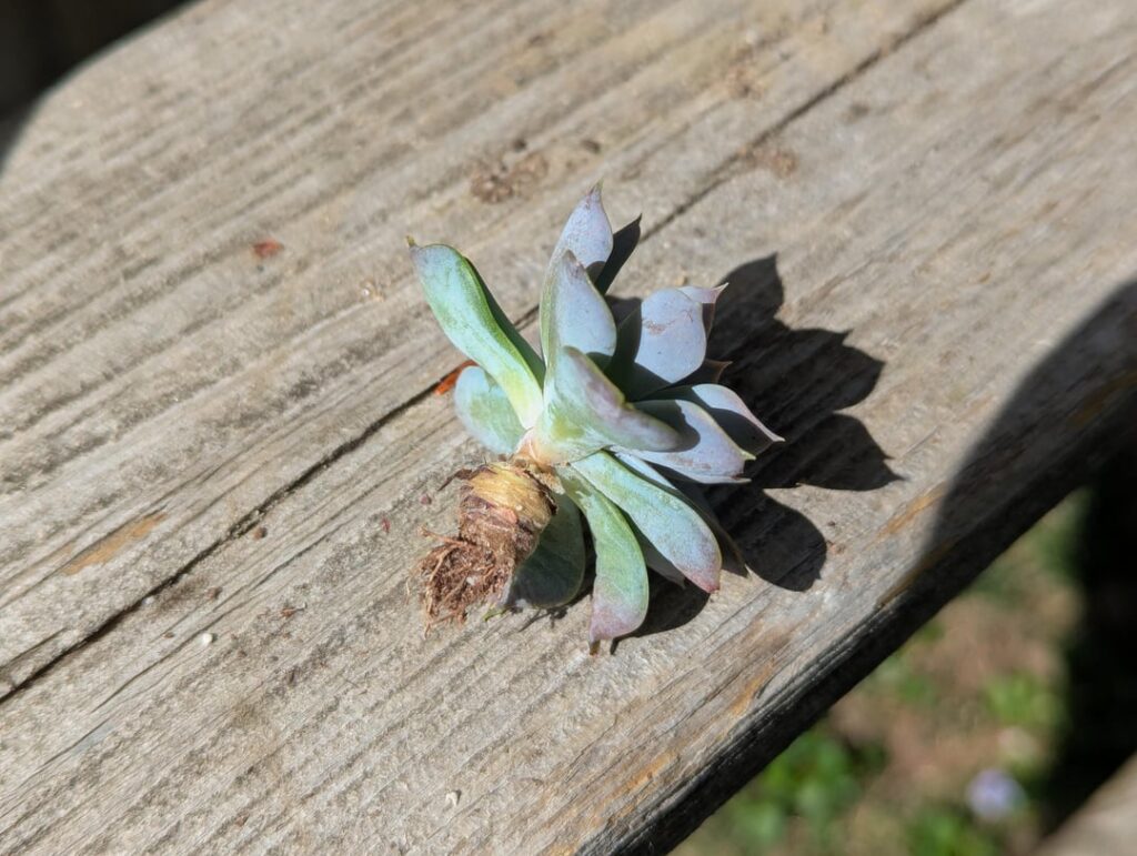 Echeveria with a caudex?
