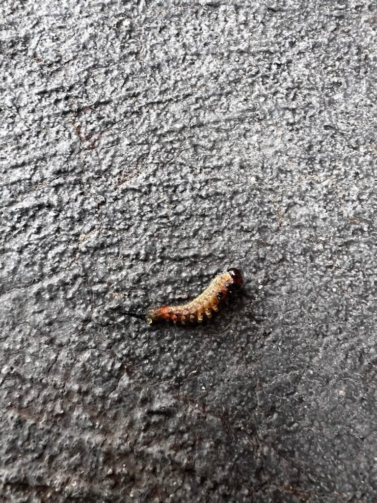 Can anyone tell me what these things are?