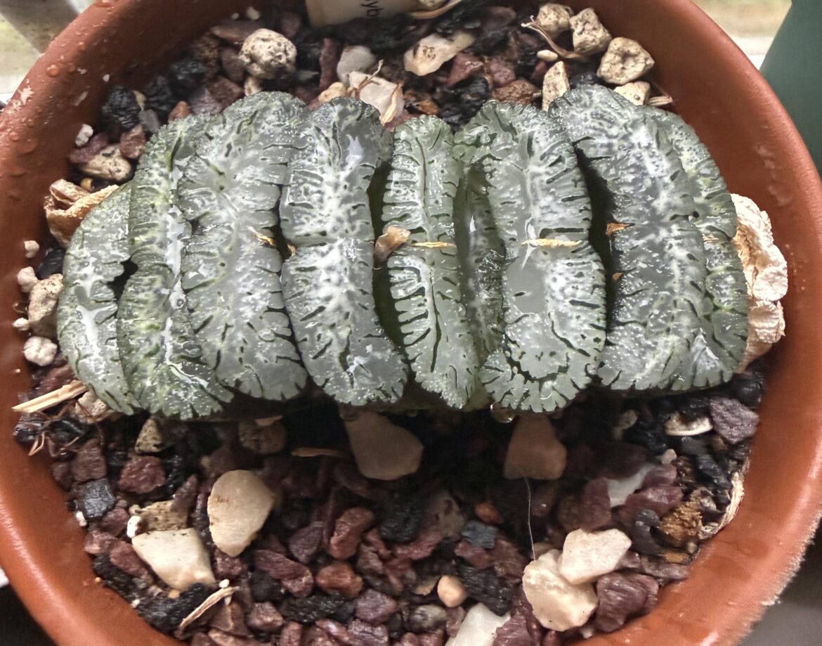 Haworthia truncata cv. "Katsuch"