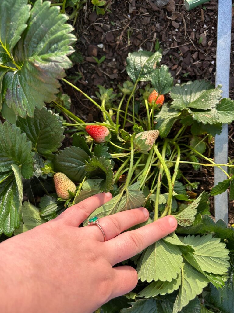 Just a few of the plants helping through postpartum