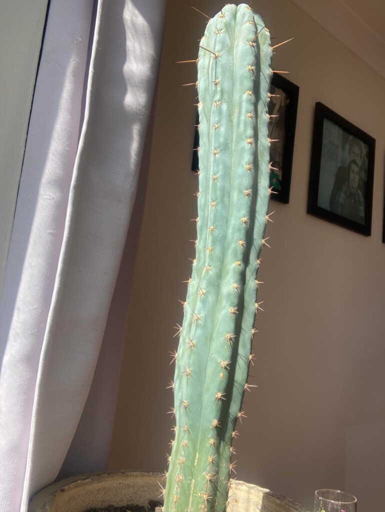 Is this a brigdeii
