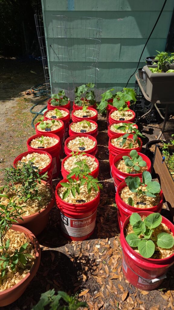 Been in the garden all day, making things look nice and neat. Feeling good about it how its looking!