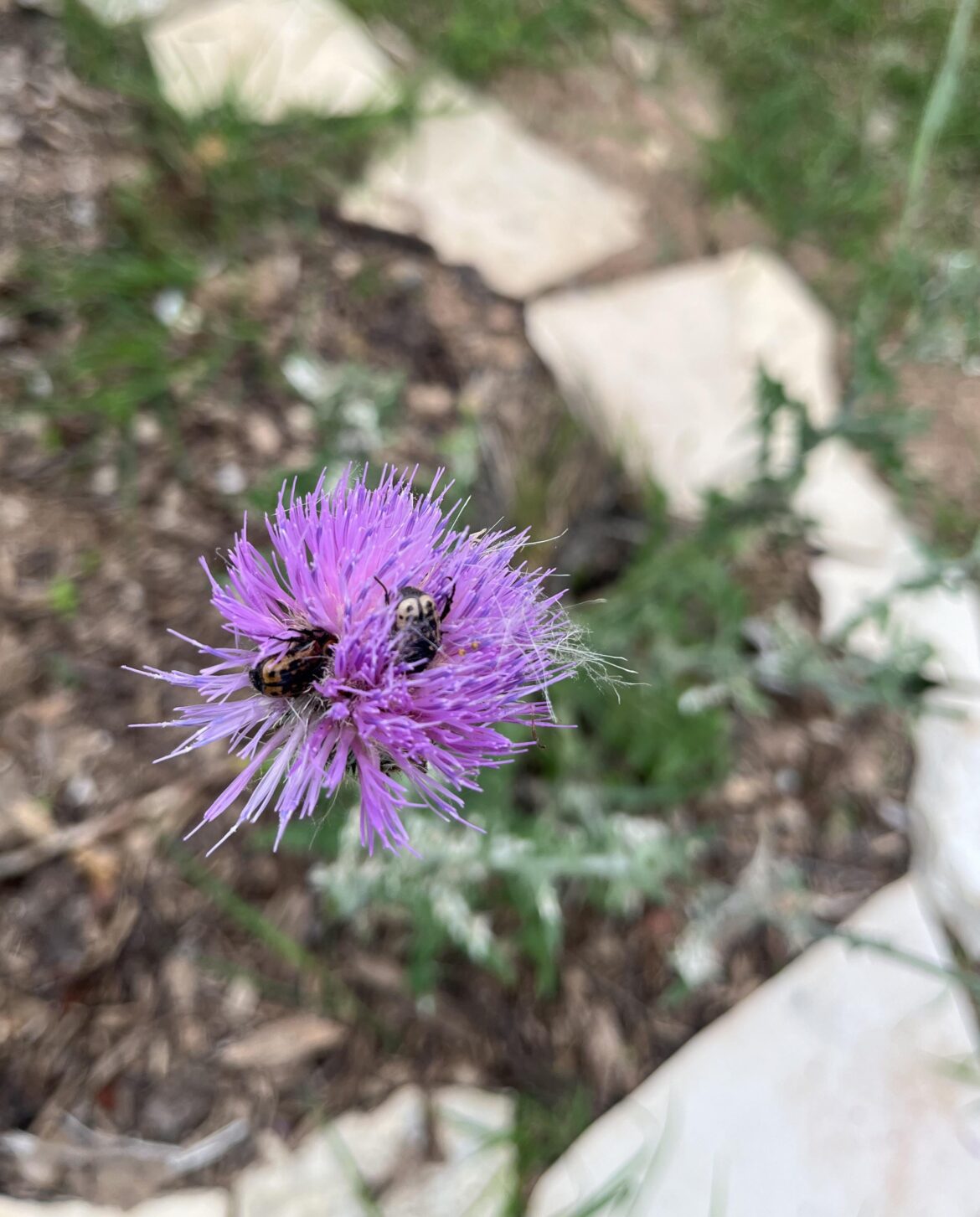 New (To Me) Pollinator