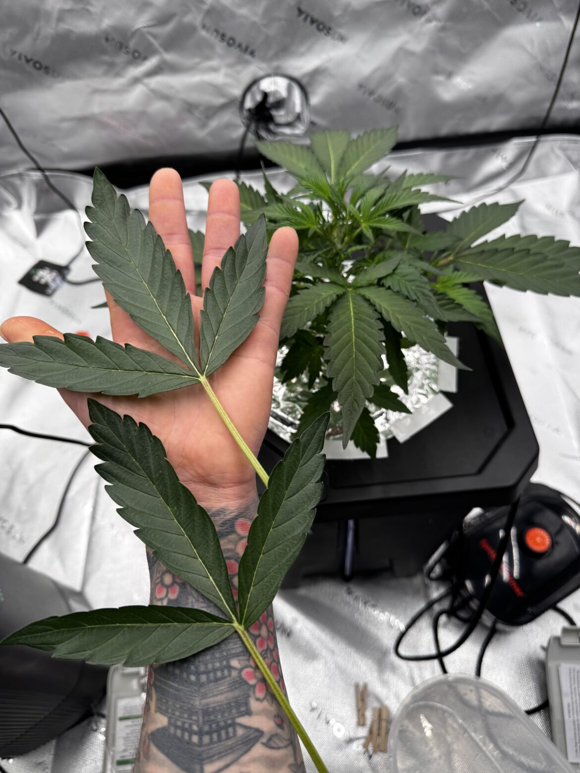DAY 37. First trimmings :) DAY 37. First trimmings :)