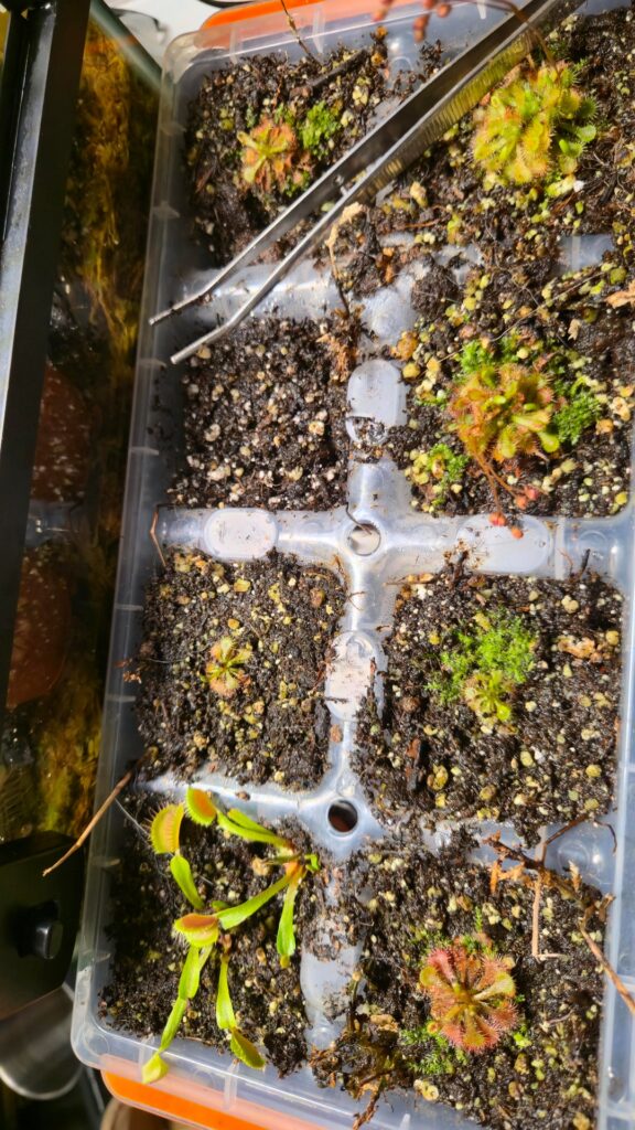 My Garden