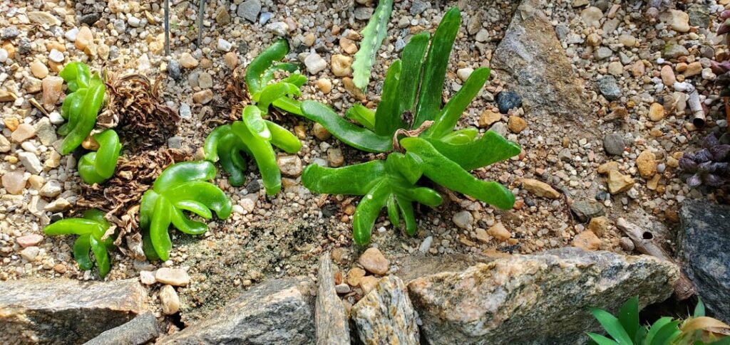 Glottiphyllum longum university specimen