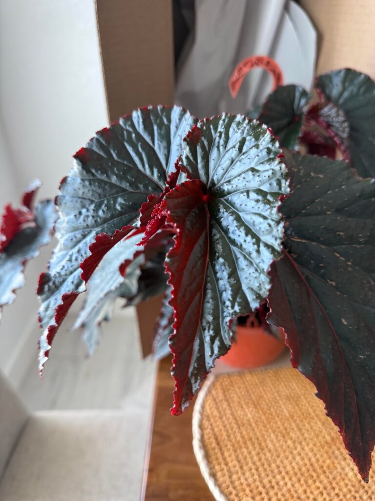 Just got my first plant shipped… didn’t expect this at all 😳🌿