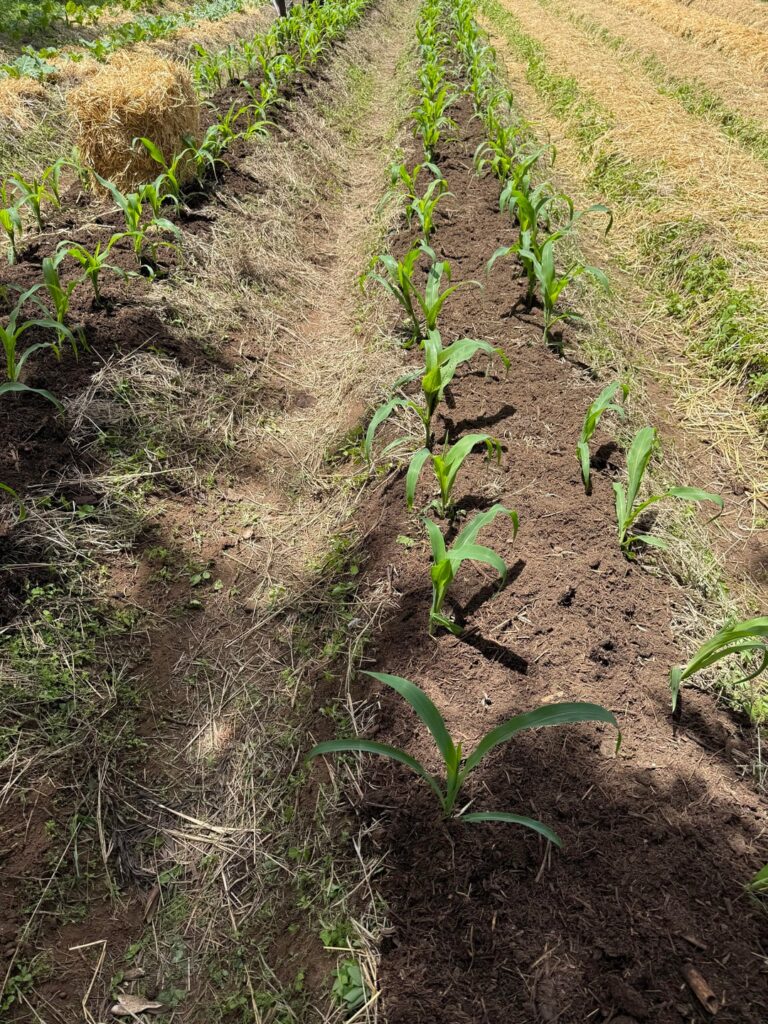 4 Bay Composting