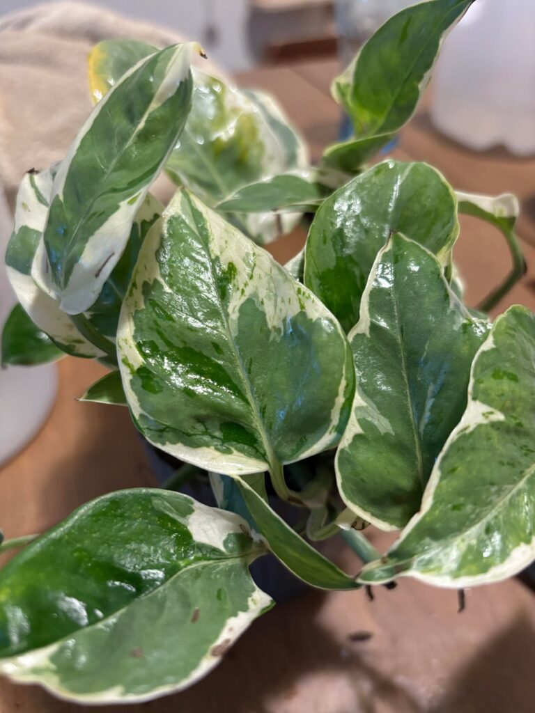 Added a pearl and jade to my collection of pothos today