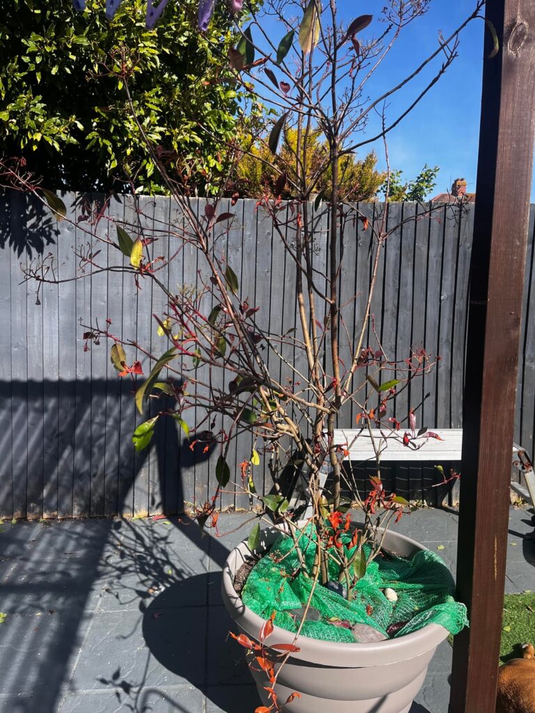 Anyone know if i can save my red robin shrub Anyone know if i can save my red robin shrub