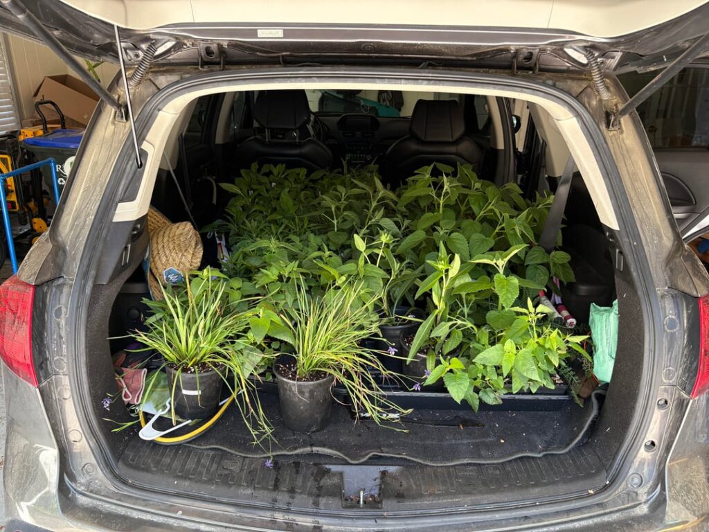 Update: I started my own nursery! Update: I started my own nursery!