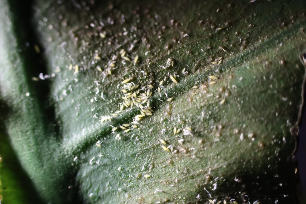 Thrips CAUTION