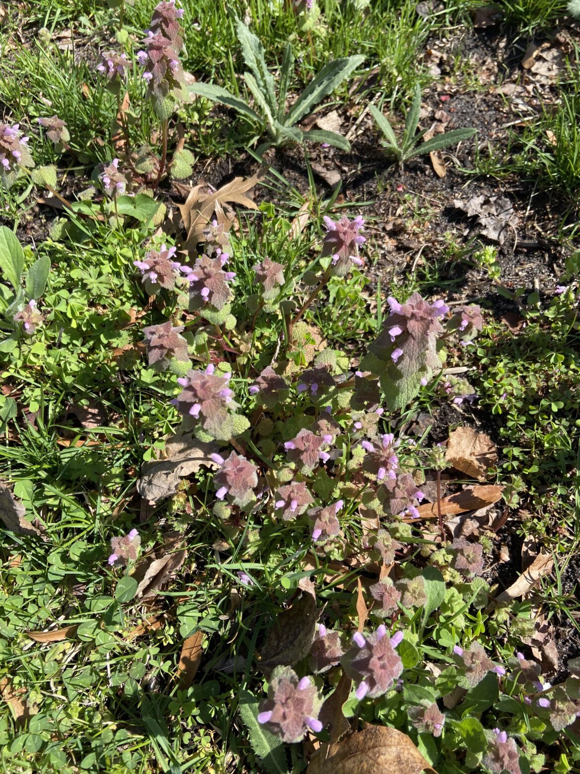 Weed?