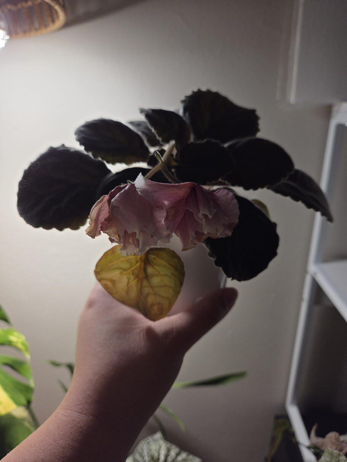 Single leaf is wilted, should I cut back on watering?