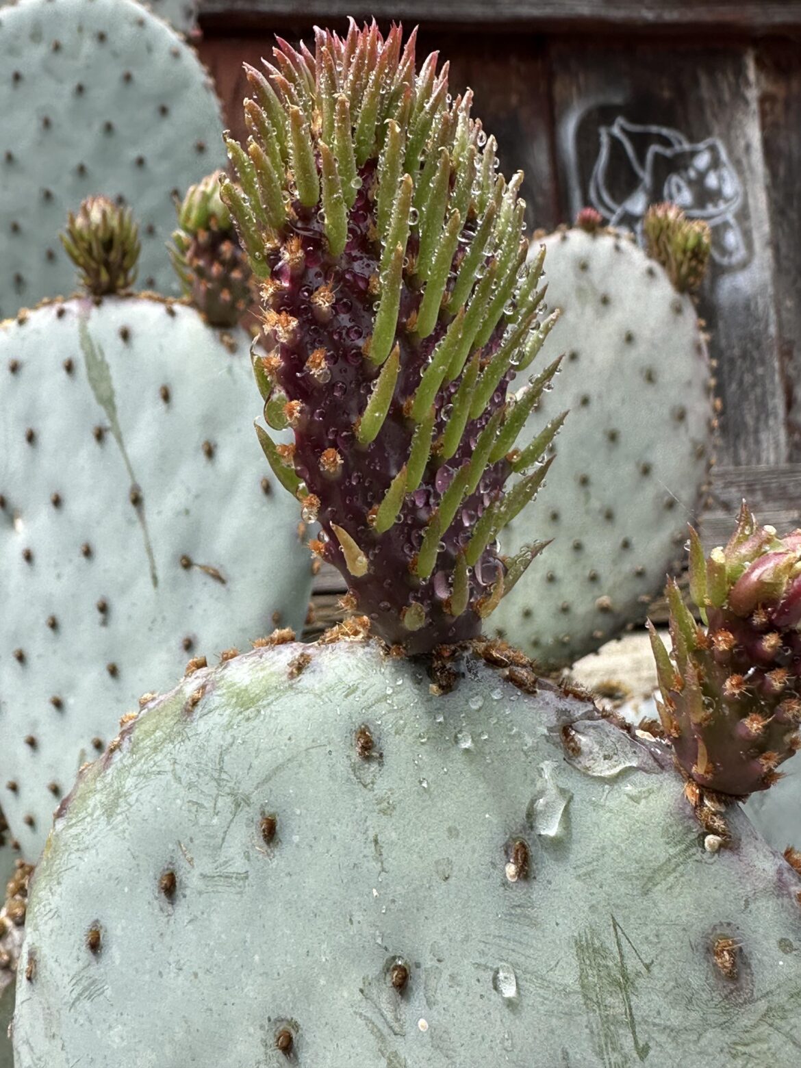My fave new pads, the green and purples 🥵
