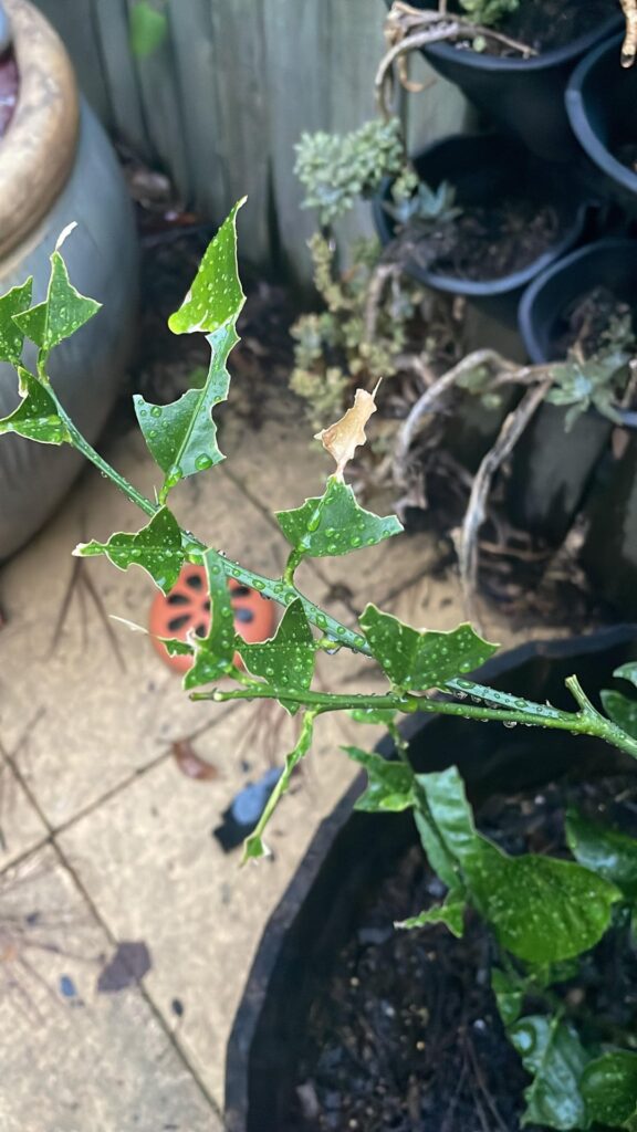 How do I save my lemon tree?