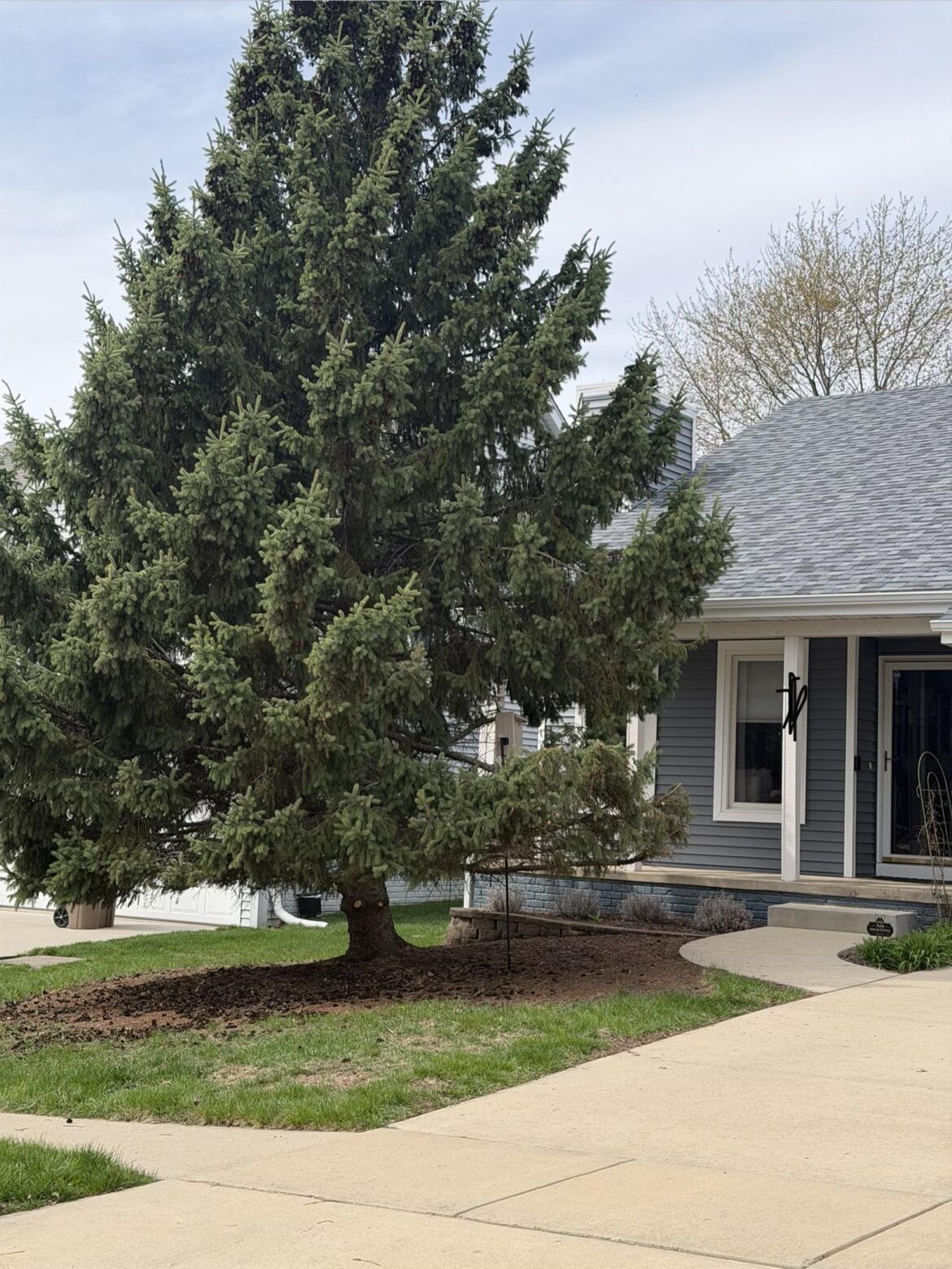 Bought a house with a giant evergreen in the front yard that is almost 40 years old. Anything I can do to make it look better?