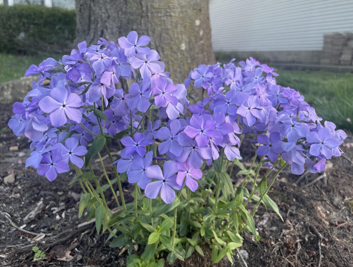 First year the rabbits haven’t mowed down my wood phlox!