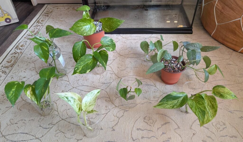 Need help identifying