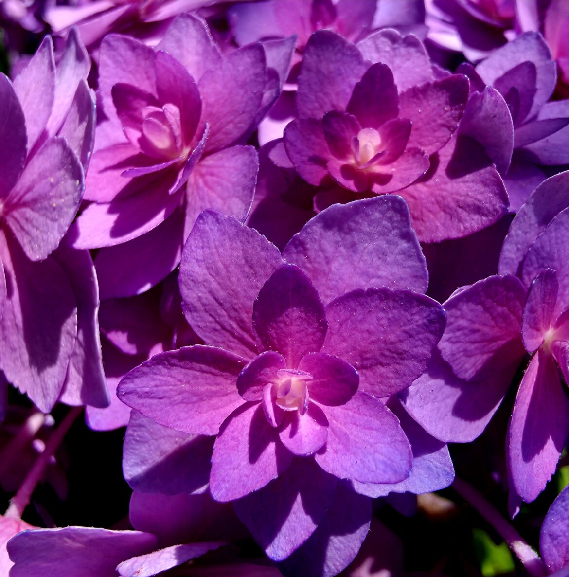 Pink Perfection Hydrangea