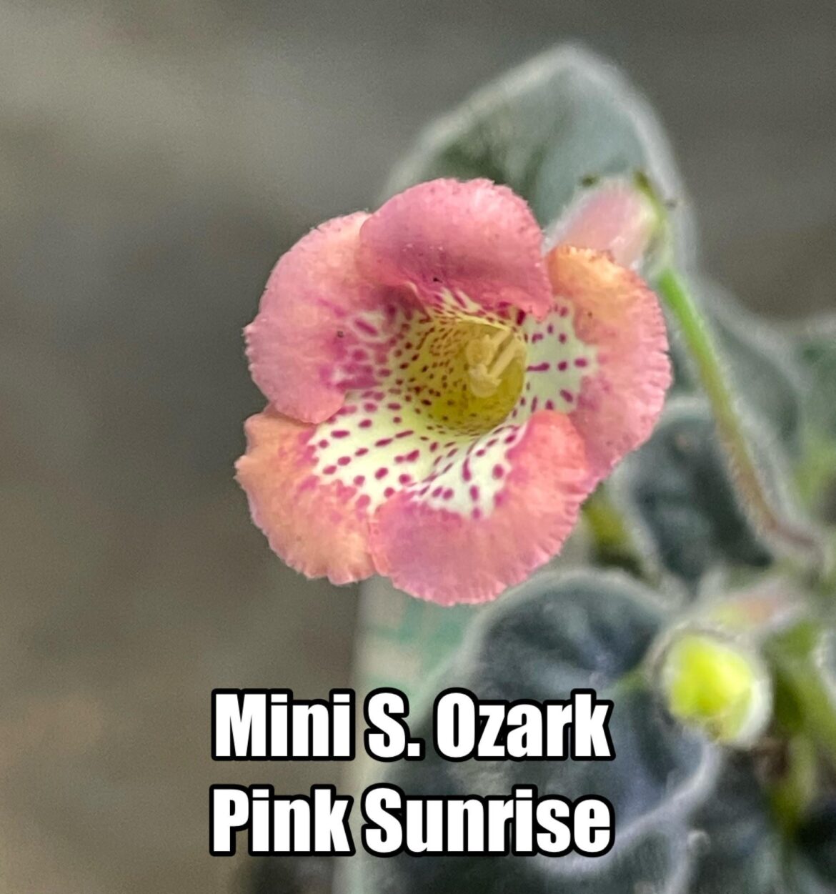 Mini Sinningia Ozark Pink Sunrise