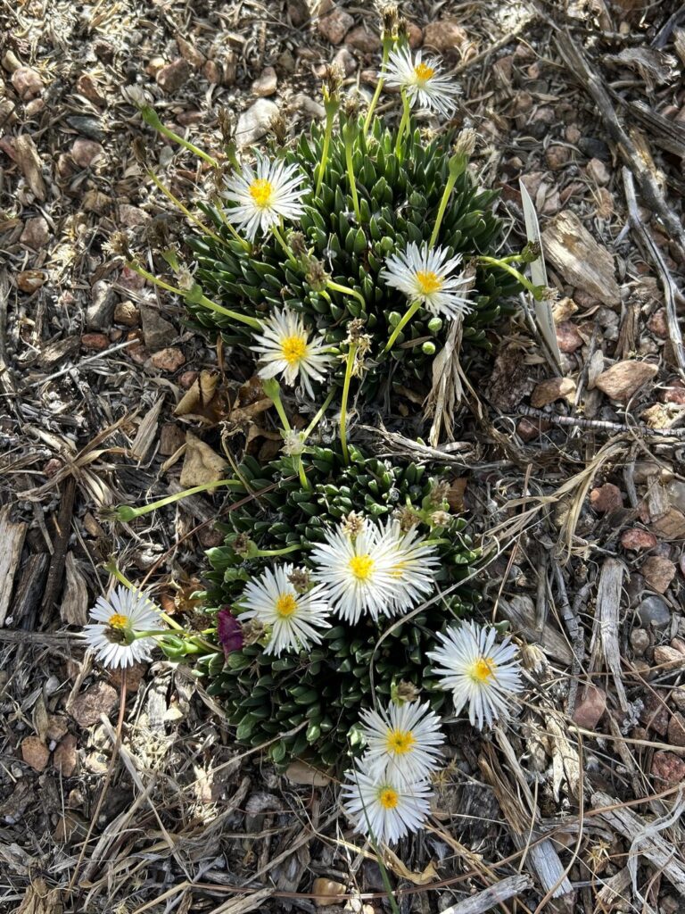 Bergeranthus jamesii/albiflorus and Ruschia pulvinaris in my garden this week