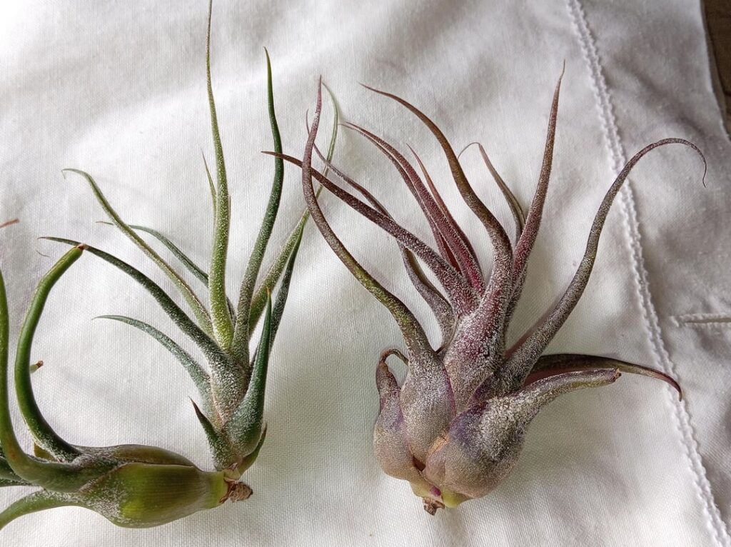 Pruinosa vs Pruinosa Pruinosa vs Pruinosa