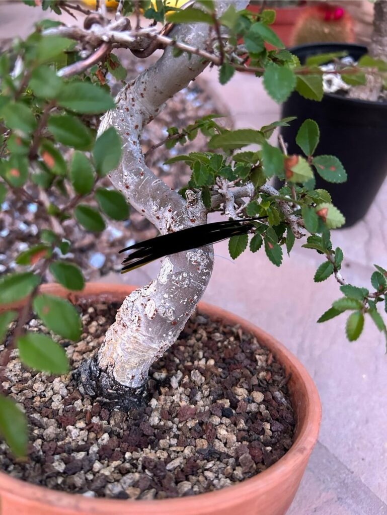 Can i cut my elm here? Can i cut my elm here?