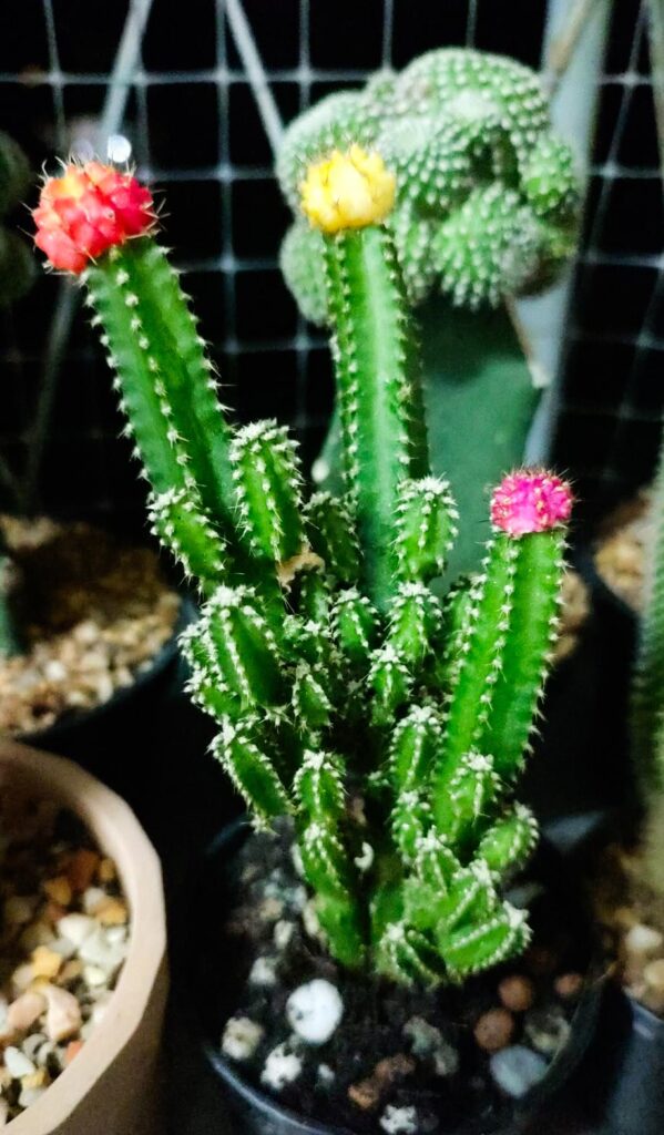 why does my cactus have colorful tops like this?