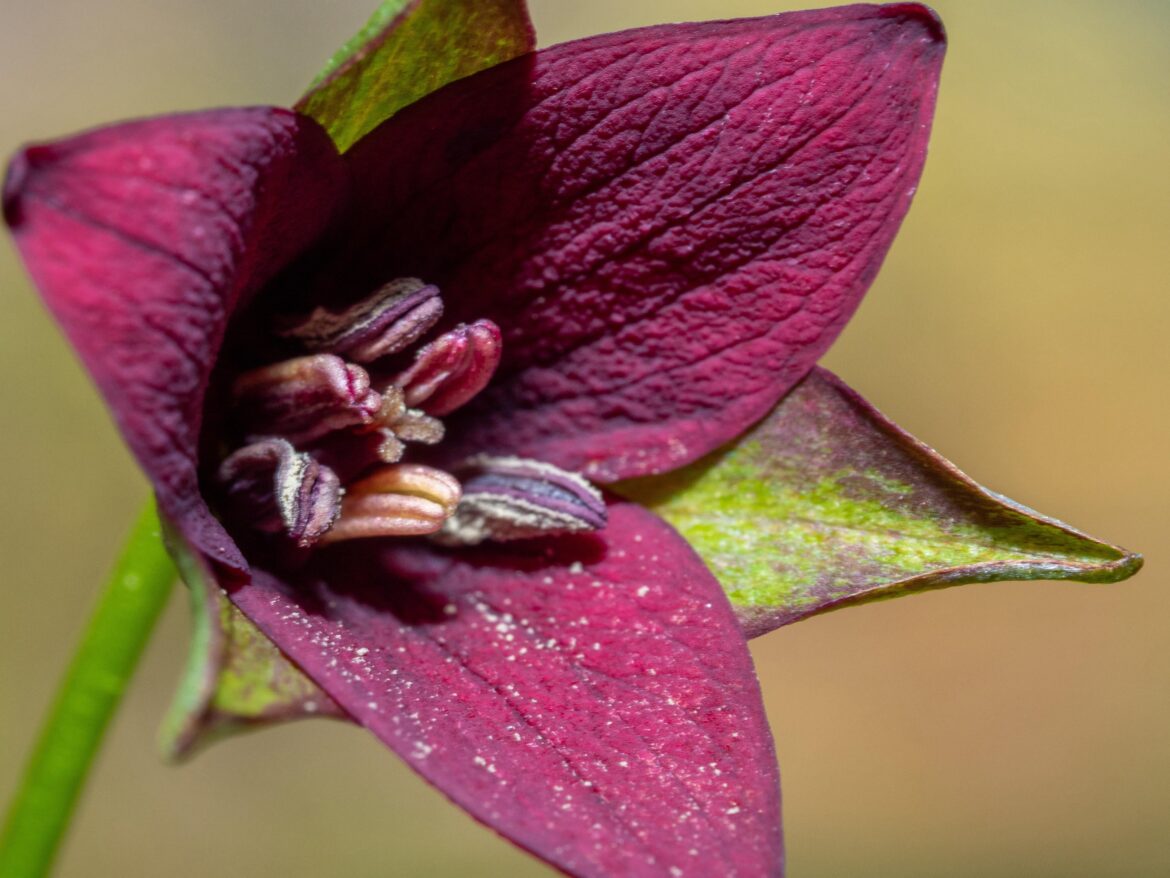 Red Trillium
