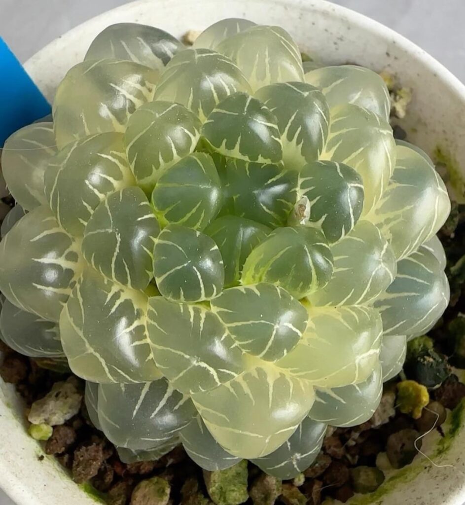 Bling bling reserved variegated 🥳