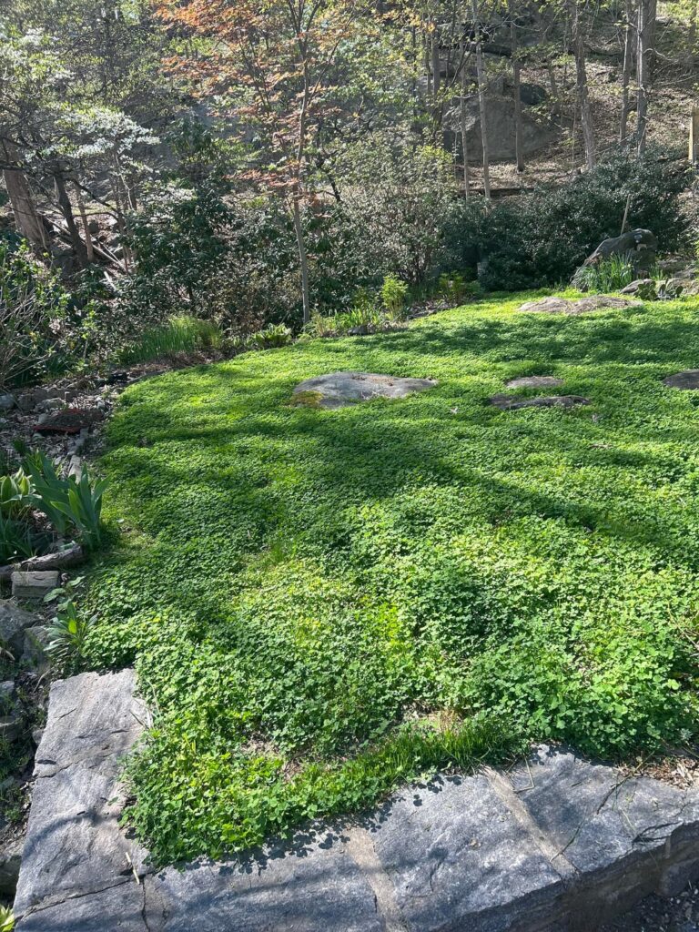 Mini clover lawn
