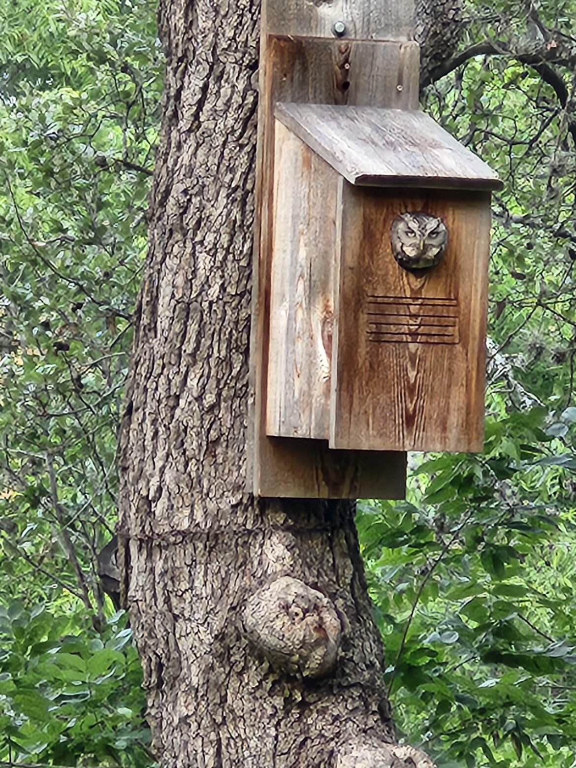 Owl