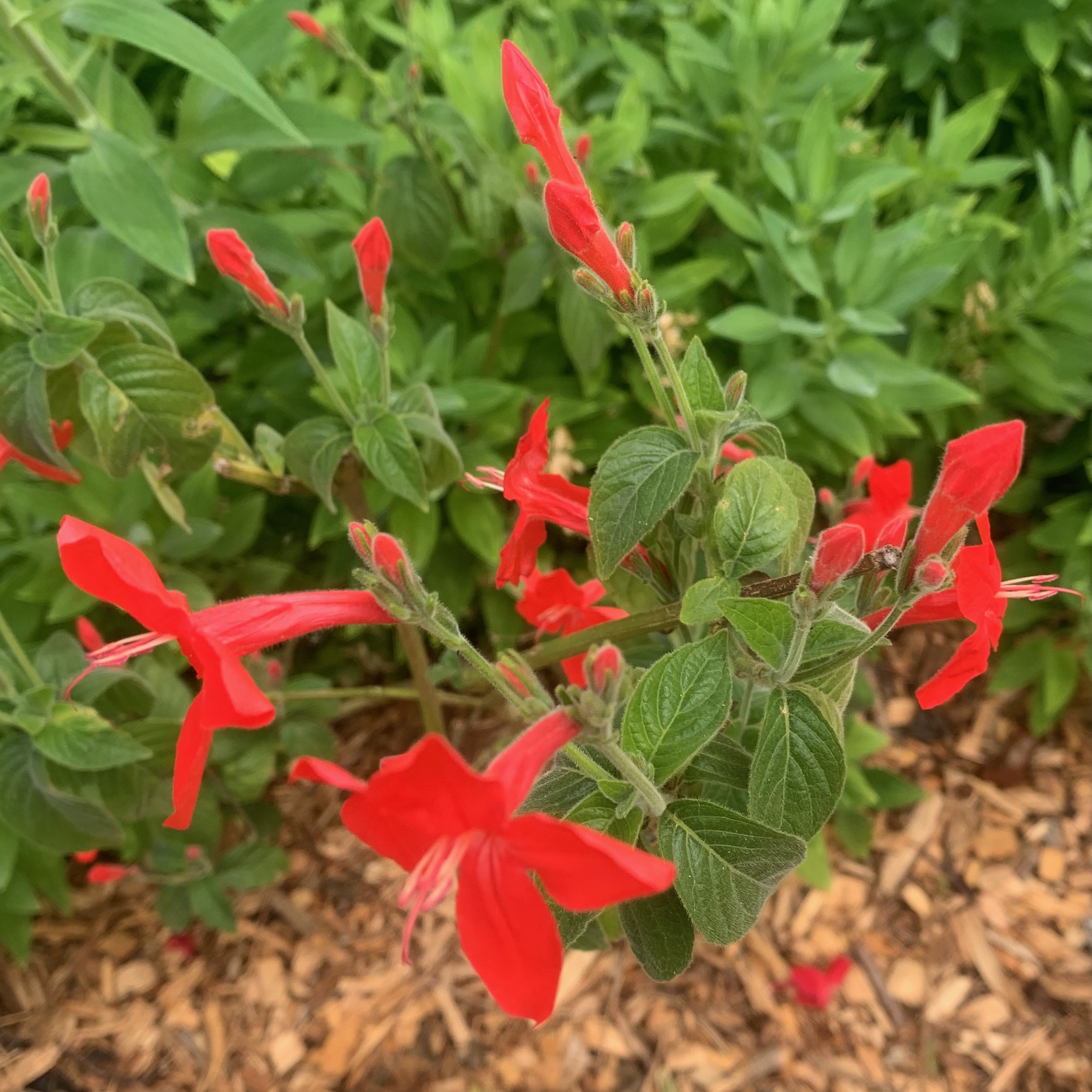 Brazilian petunia (Ruellia elegans). This compact perennial grows 2 feet...