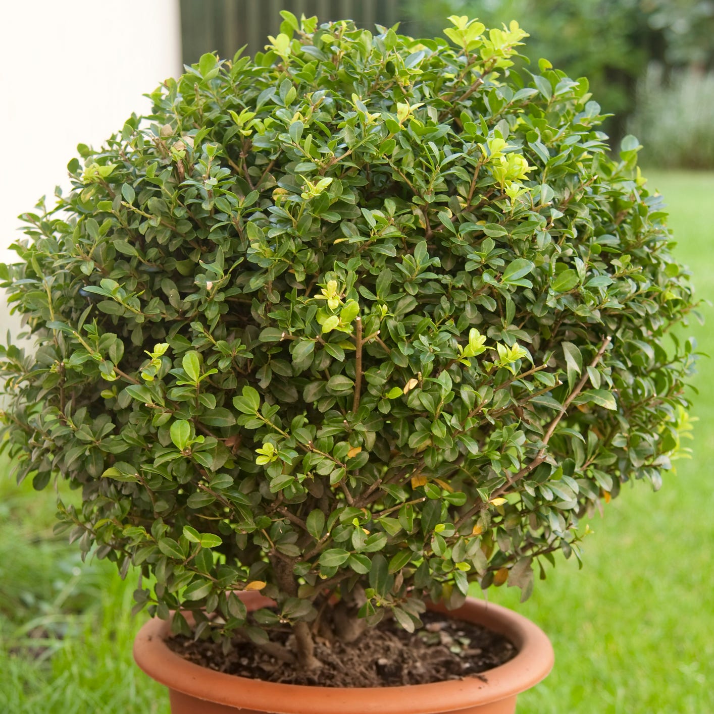 best patio plants