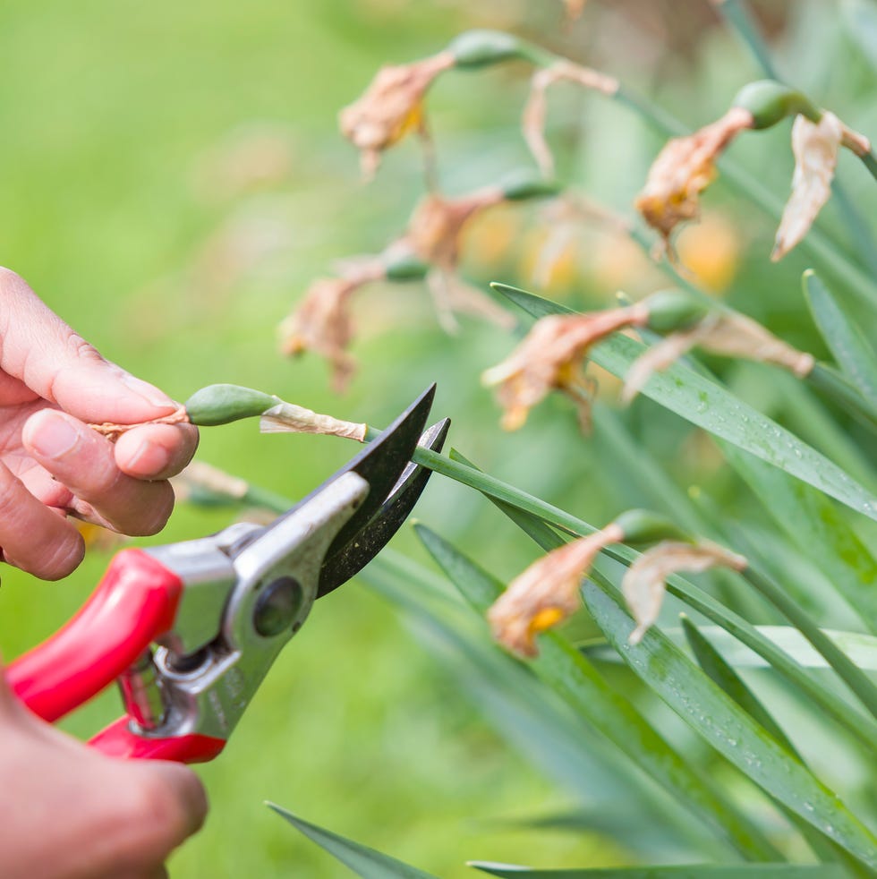 deadheading daffodils with secateurs in an english garden