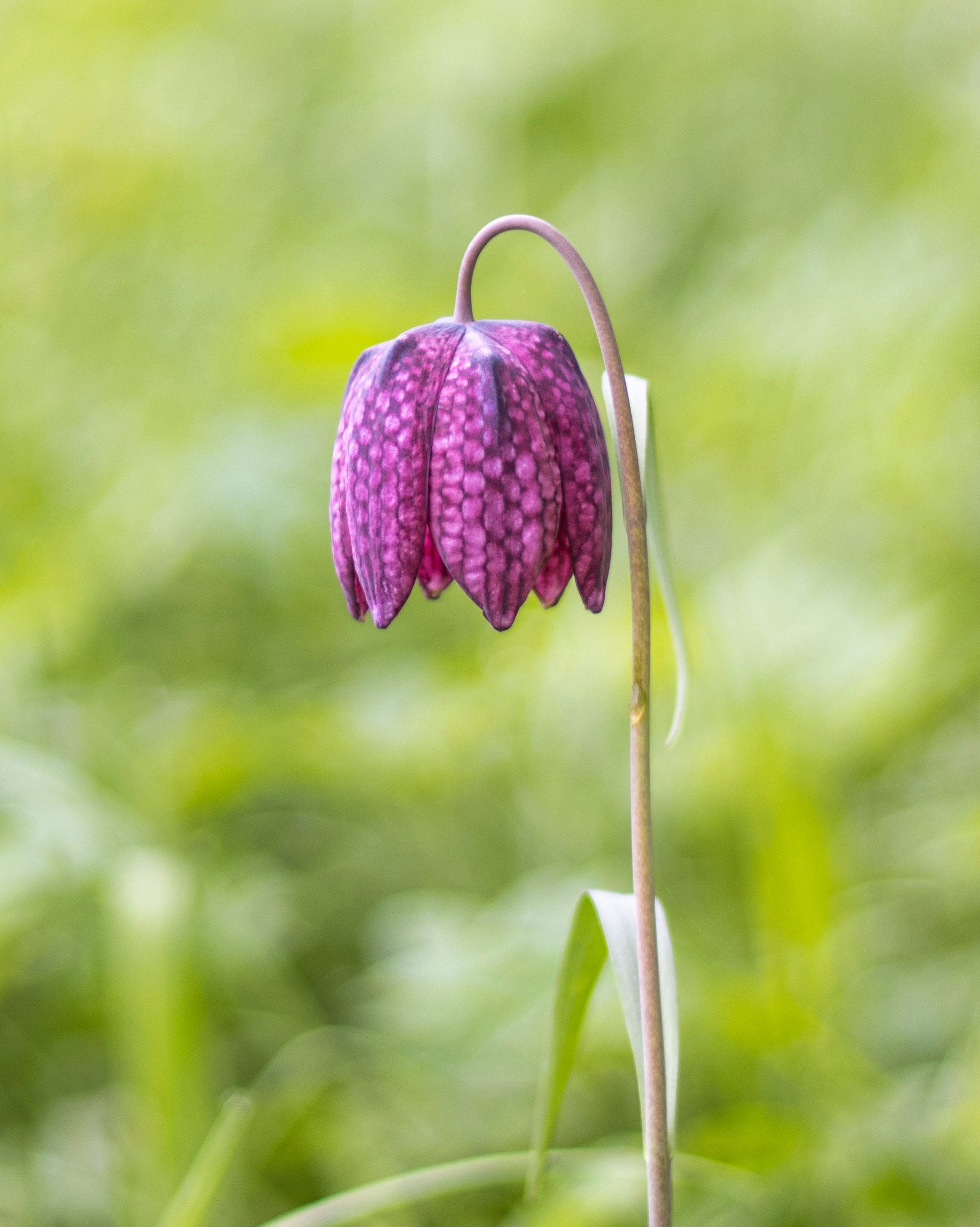 red checkered lily on a meadow
