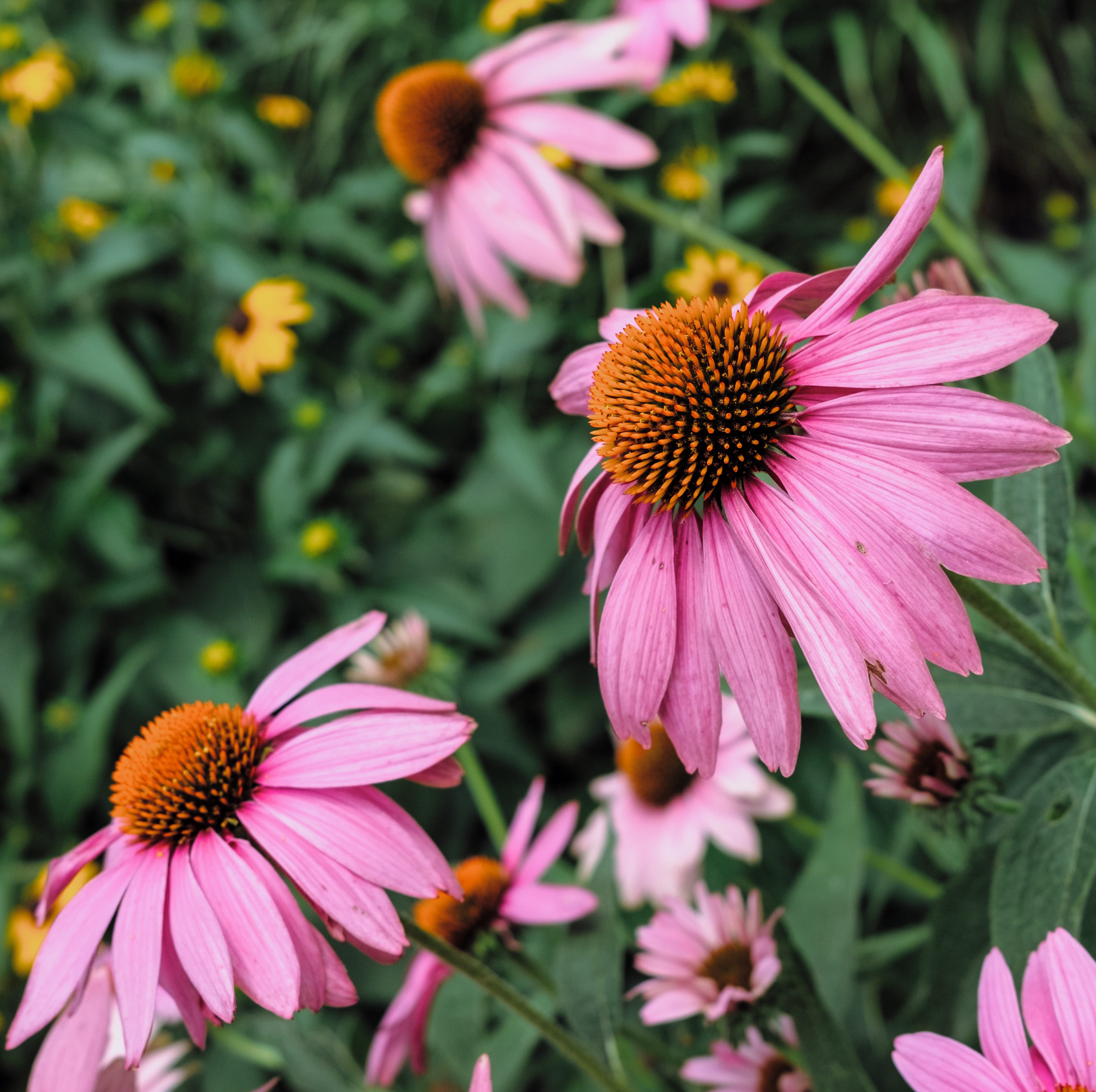 coneflowers bloom in ornamental garden
