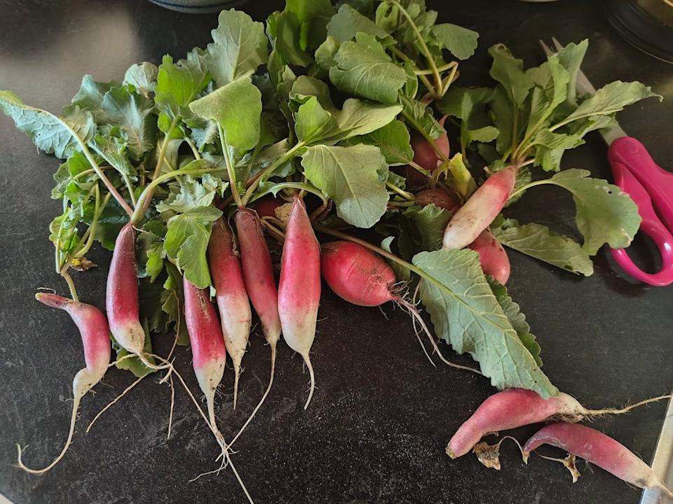 French breakfast radishes are a flavorful heirloom variety.