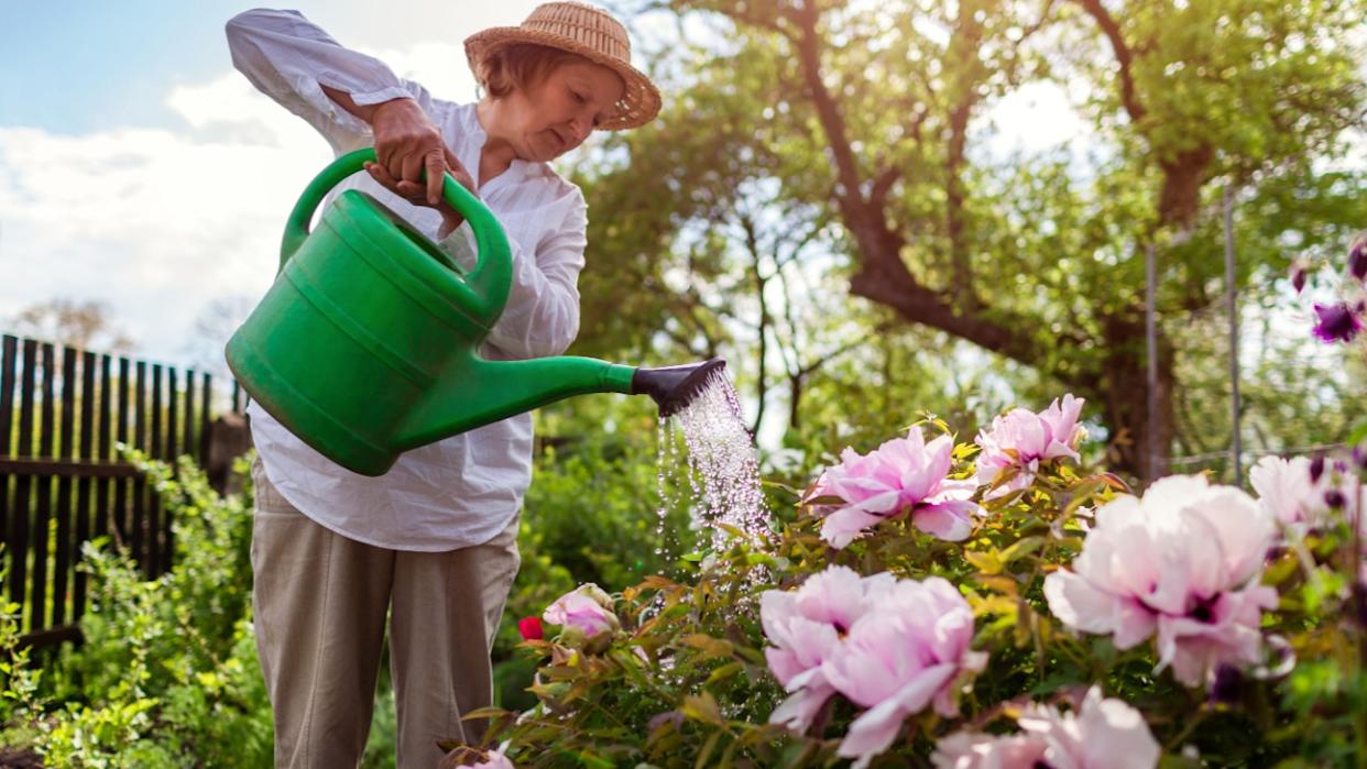 Senior woman watering tree peonies in bloom with watering can in spring garden. Gardener taking care of flowering plants