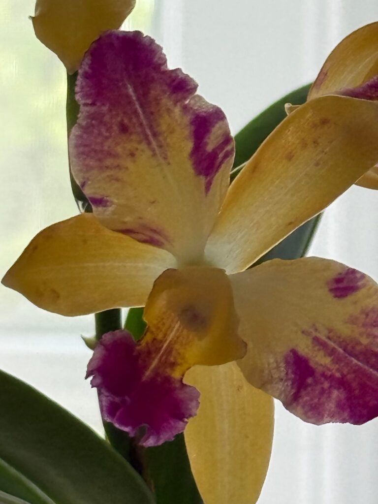 First blooming