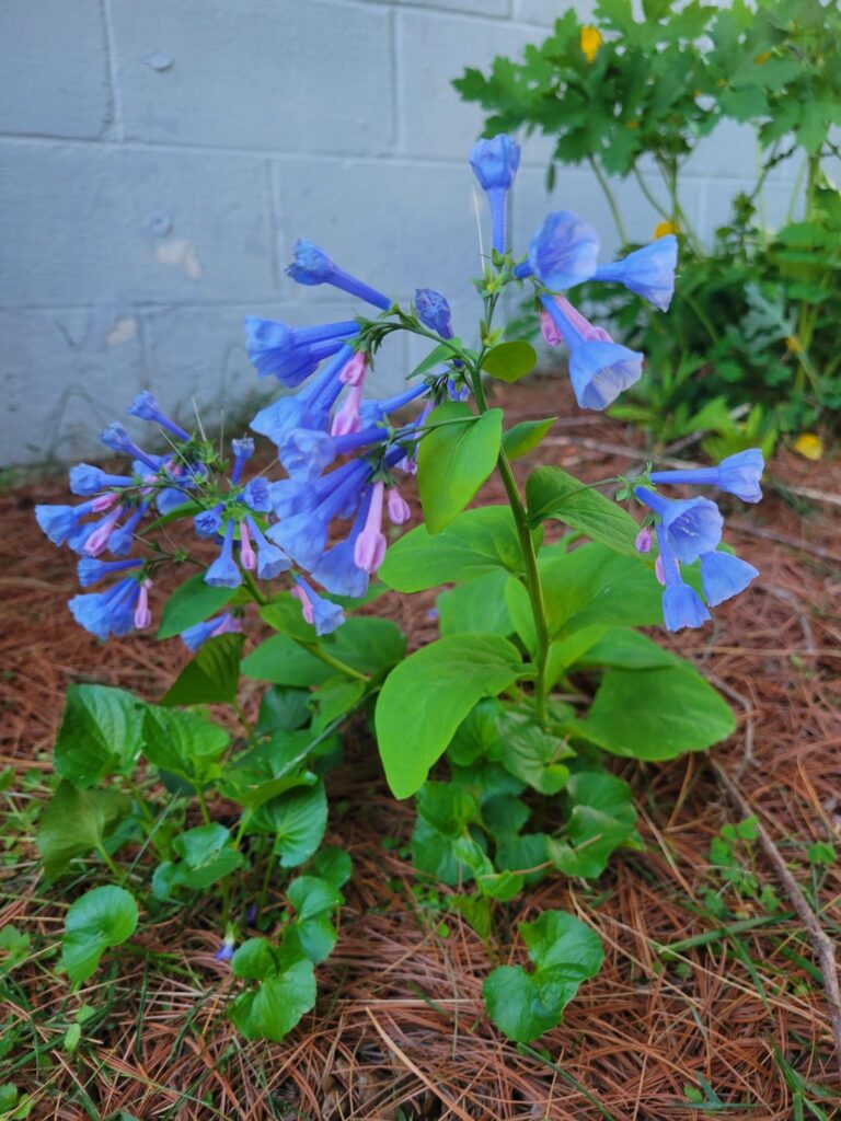 Virginia bluebells (Mertensia virginica)