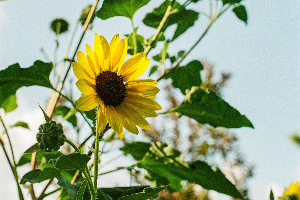 From bookshelves to garden beds: Bastrop library lets you borrow seeds The seed library at the Bastrop Public Library helps community members grow their gardening skills by offering free vegetable, herb and flower seeds. (Joel Valley/Community Impact)