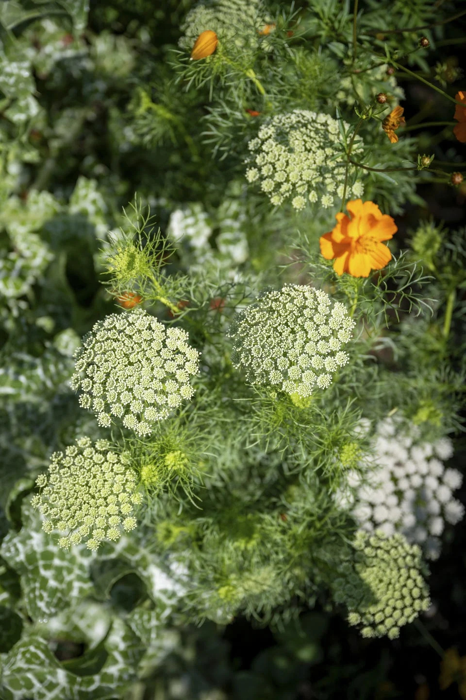 self seeding flowers ammi