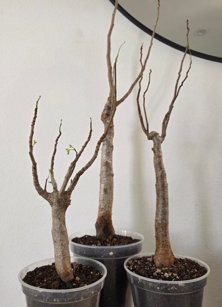 Delonix Pumila