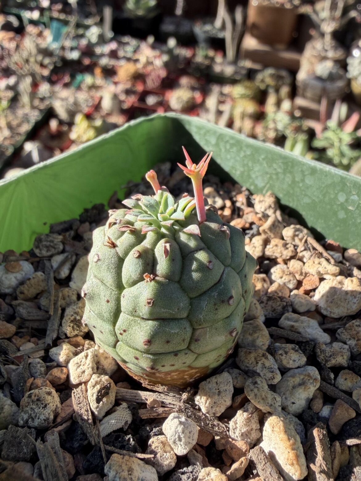 E. stellaspina