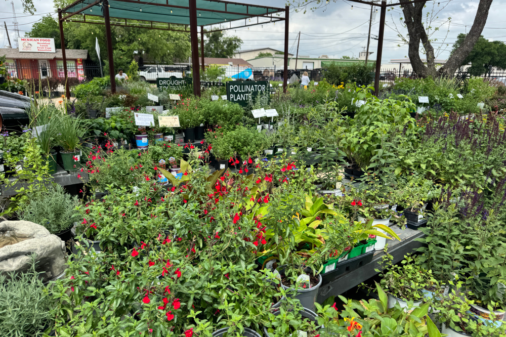 Gardening 101: Beginner-friendly tips for starting a garden in Central Texas plants and flowers at Round Rock Garden Center